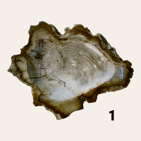 Shallow Petrified Wood Dish - Curated Home Decor